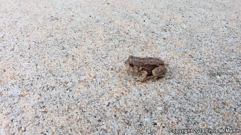 Woodhouse's Toad (Anaxyrus woodhousii woodhousii)