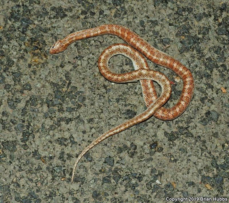 Painted Desert Glossy Snake (Arizona elegans philipi)