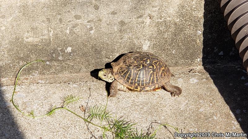 Ornate Box Turtle (Terrapene ornata ornata)