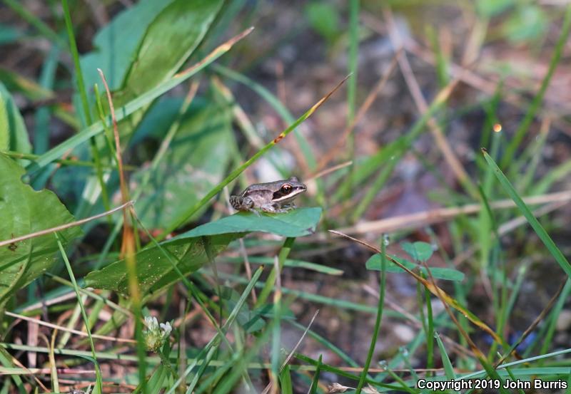 Wood Frog (Lithobates sylvaticus)