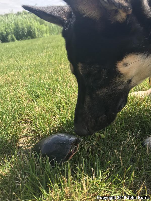 Midland Painted Turtle (Chrysemys picta marginata)