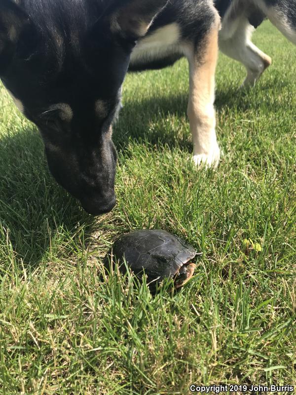 Midland Painted Turtle (Chrysemys picta marginata)