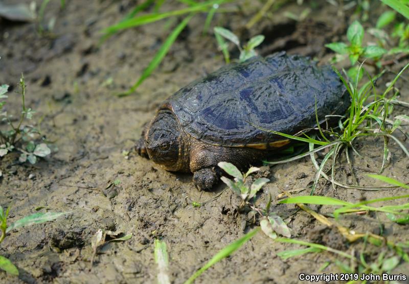 Eastern Snapping Turtle Chelydra Serpentina Serpentina