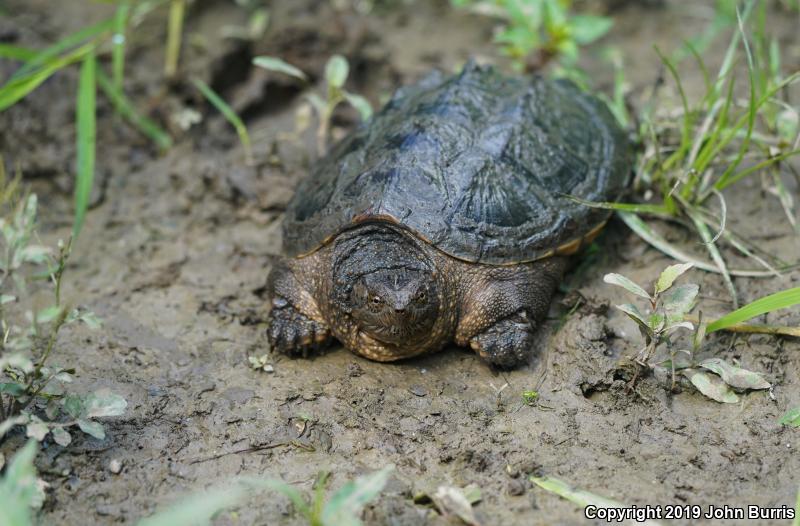 Eastern Snapping Turtle (Chelydra serpentina serpentina)