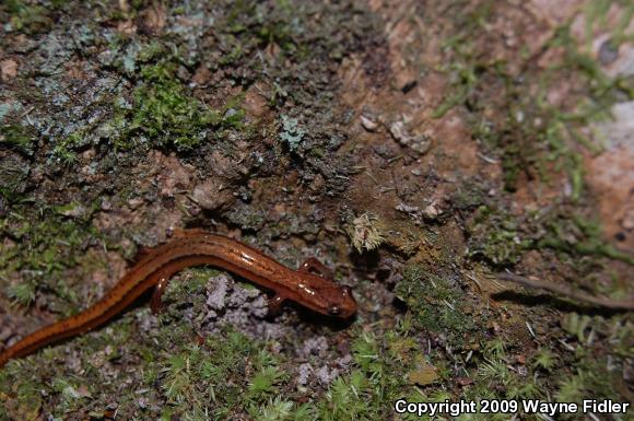 Chamberlain's Dwarf Salamander (Eurycea chamberlaini)