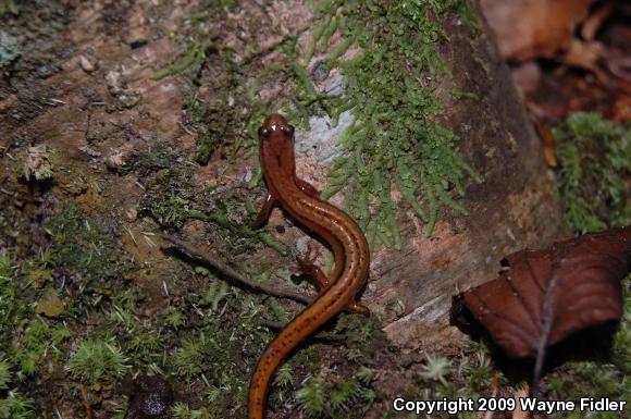 Chamberlain's Dwarf Salamander (Eurycea chamberlaini)