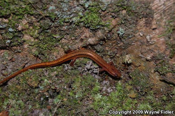 Chamberlain's Dwarf Salamander (Eurycea chamberlaini)