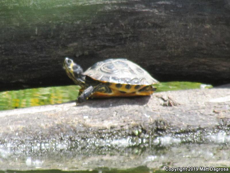 Yellow-bellied Slider (Trachemys scripta scripta)