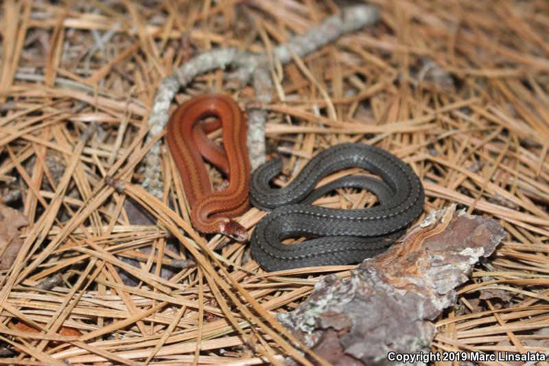 Northern Red-bellied Snake (Storeria occipitomaculata occipitomaculata)