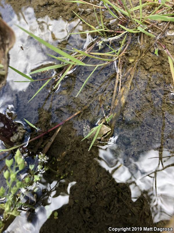 Northern Pacific Treefrog (Pseudacris regilla)