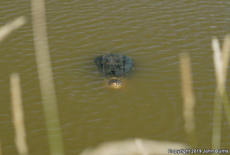 Eastern Snapping Turtle (Chelydra serpentina serpentina)