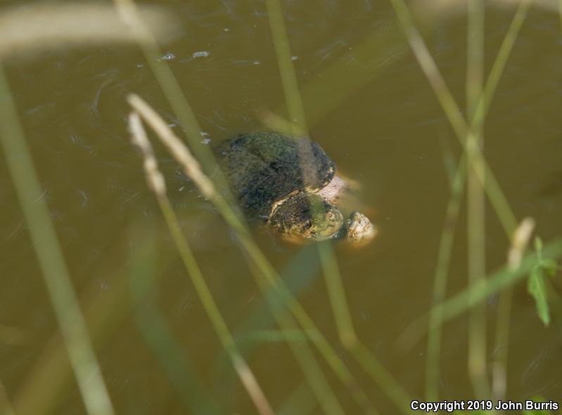 Eastern Snapping Turtle (Chelydra serpentina serpentina)