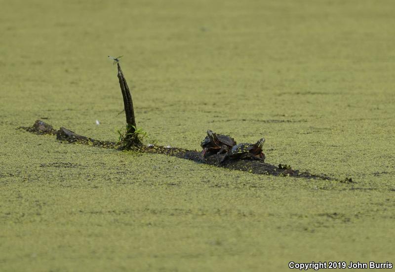 Midland Painted Turtle (Chrysemys picta marginata)