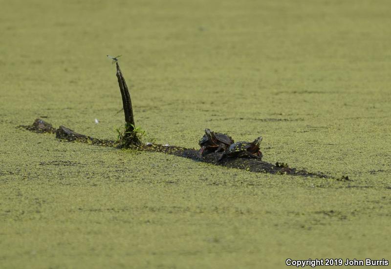 Midland Painted Turtle (Chrysemys picta marginata)