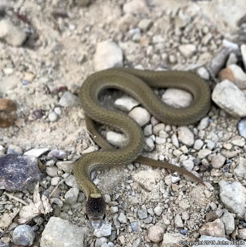 Northern Red-bellied Snake (Storeria occipitomaculata occipitomaculata)