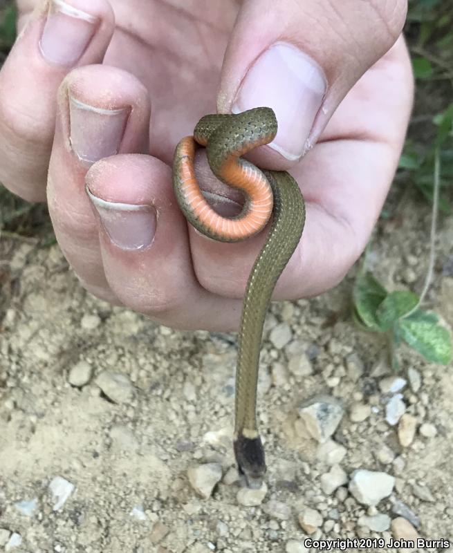 Northern Red-bellied Snake (Storeria occipitomaculata occipitomaculata)