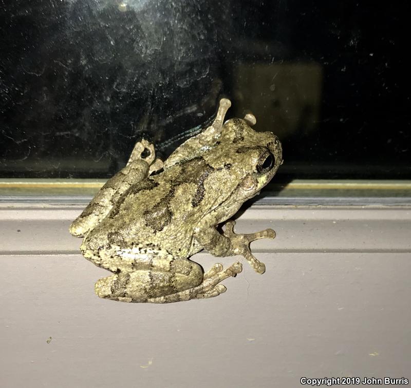 Cope's Gray Treefrog (Hyla chrysoscelis)