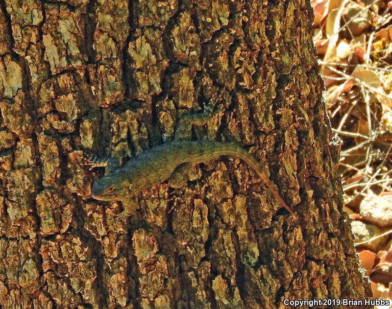 Clark's Spiny Lizard (Sceloporus clarkii)