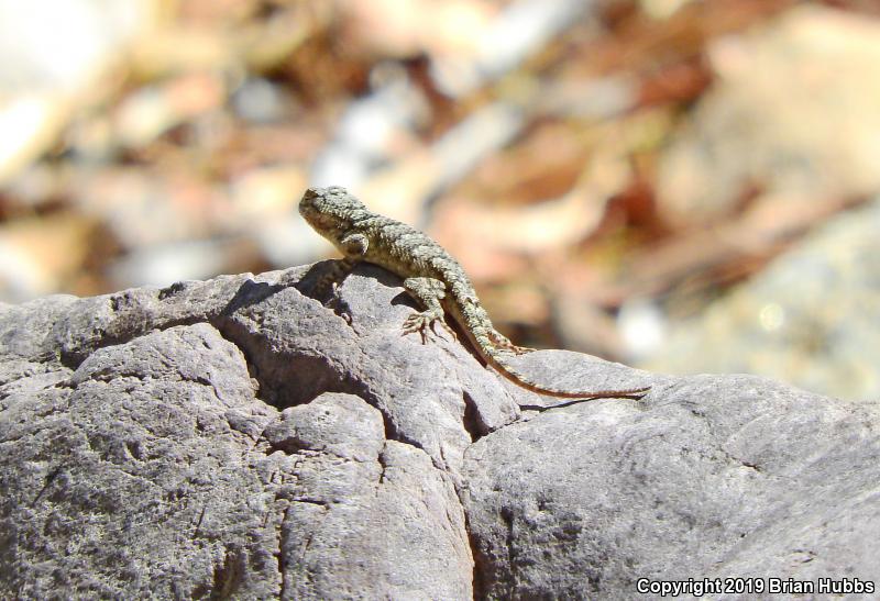 Clark's Spiny Lizard (Sceloporus clarkii)