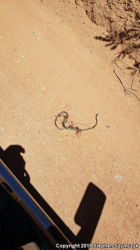 Desert Striped Whipsnake (Coluber taeniatus taeniatus)