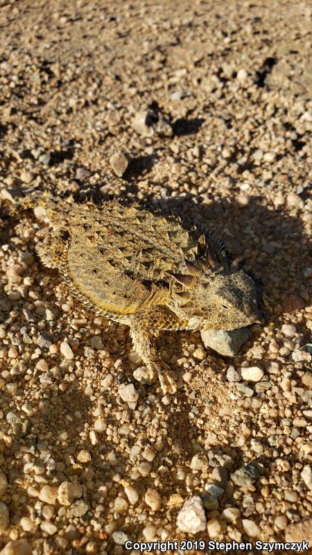 Regal Horned Lizard (Phrynosoma solare)