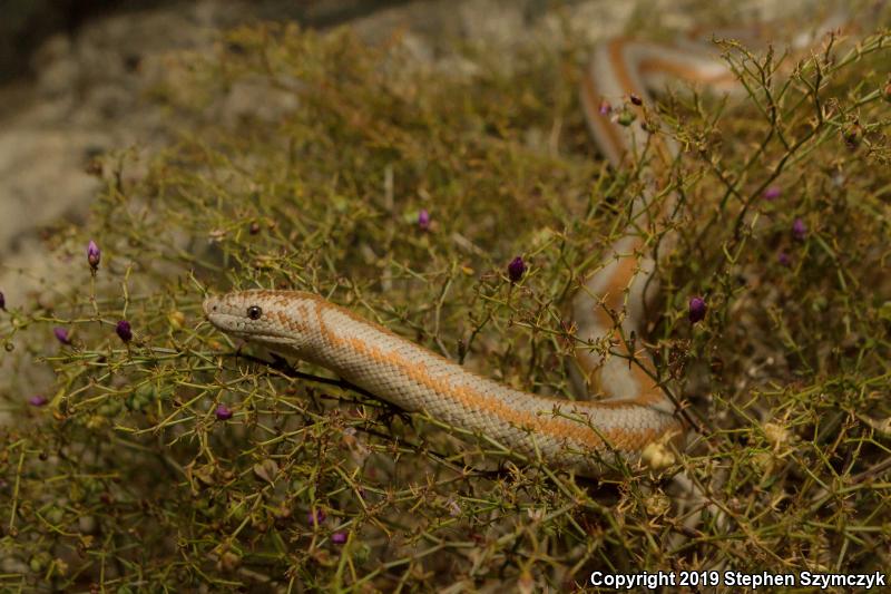 Desert Rosy Boa (Lichanura trivirgata gracia)