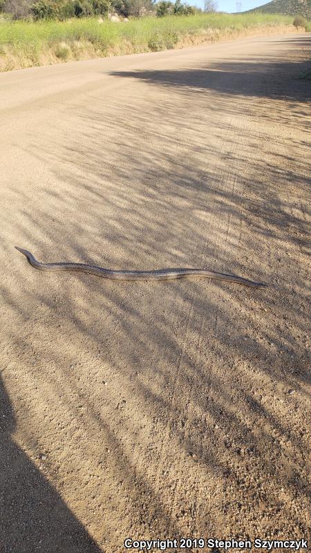 Coastal Rosy Boa (Lichanura trivirgata roseofusca)