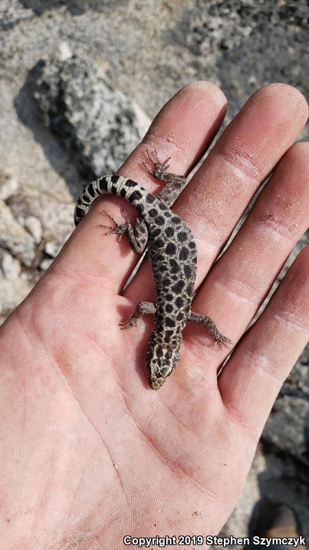 Granite Night Lizard (Xantusia henshawi)