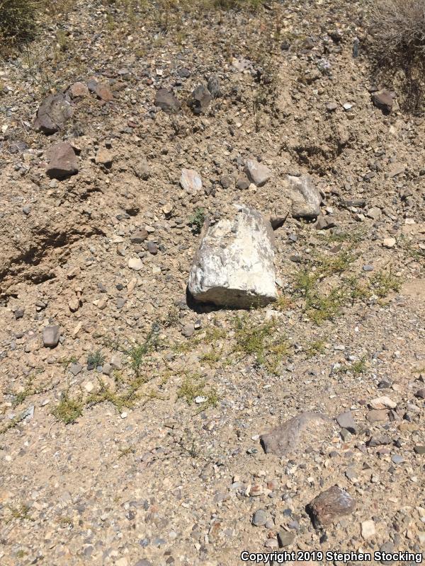 Great Basin Collared Lizard (Crotaphytus bicinctores)