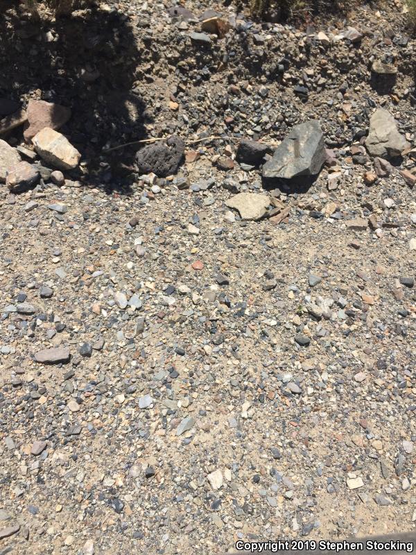 Great Basin Collared Lizard (Crotaphytus bicinctores)