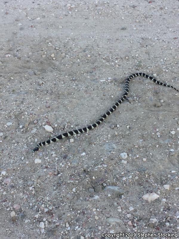 California Kingsnake (Lampropeltis getula californiae)