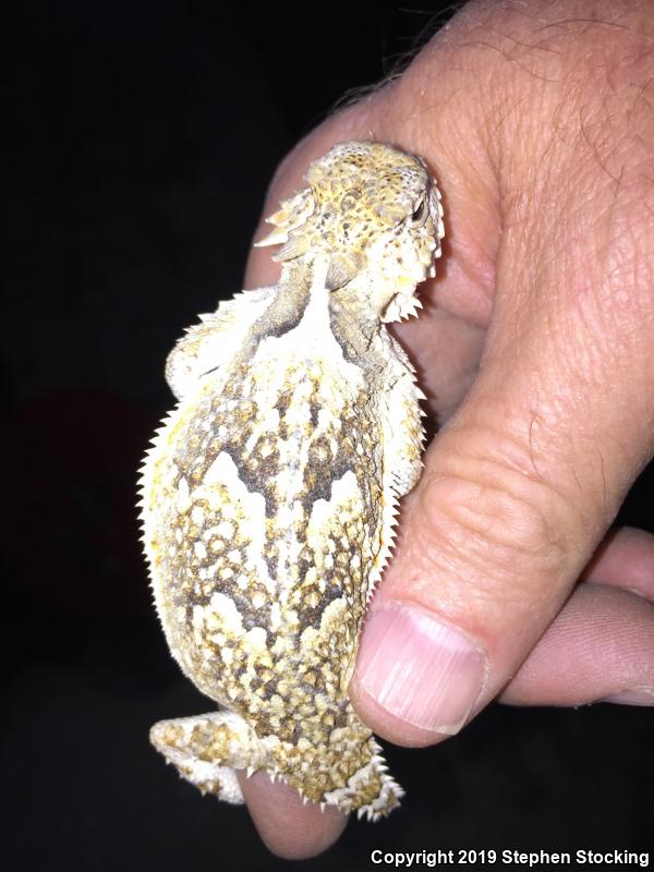 Southern Desert Horned Lizard (Phrynosoma platyrhinos calidiarum)