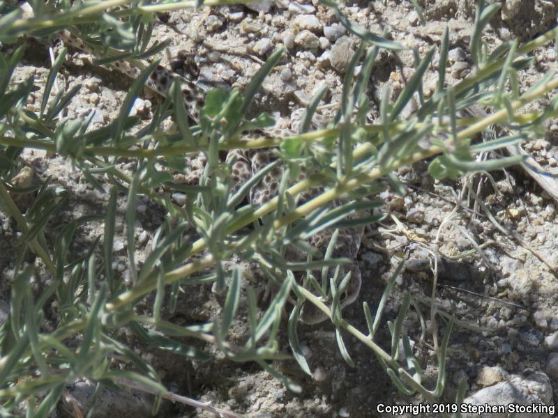 Longnose Leopard Lizard (Gambelia wislizenii)