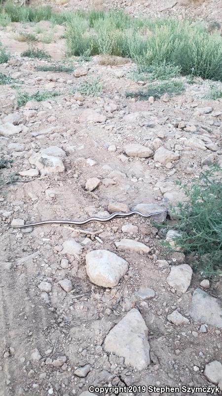 Desert Rosy Boa (Lichanura trivirgata gracia)