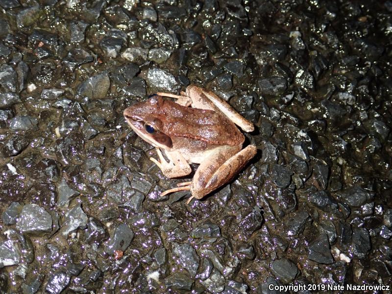 Wood Frog (Lithobates sylvaticus)