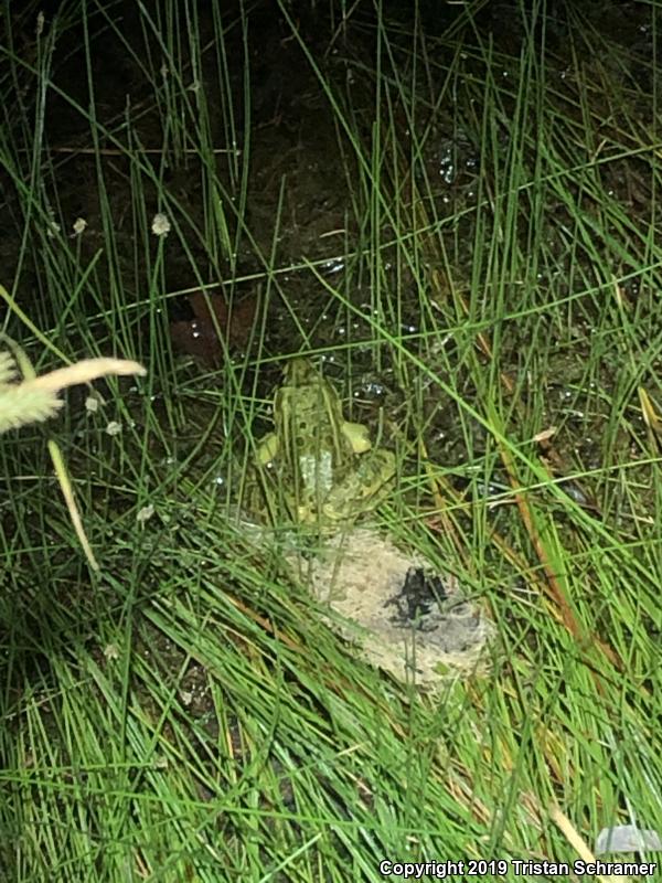 Chiricahua Leopard Frog (Lithobates chiricahuensis)