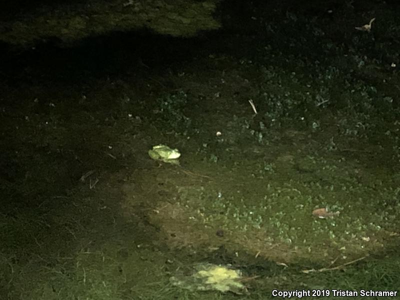 Chiricahua Leopard Frog (Lithobates chiricahuensis)