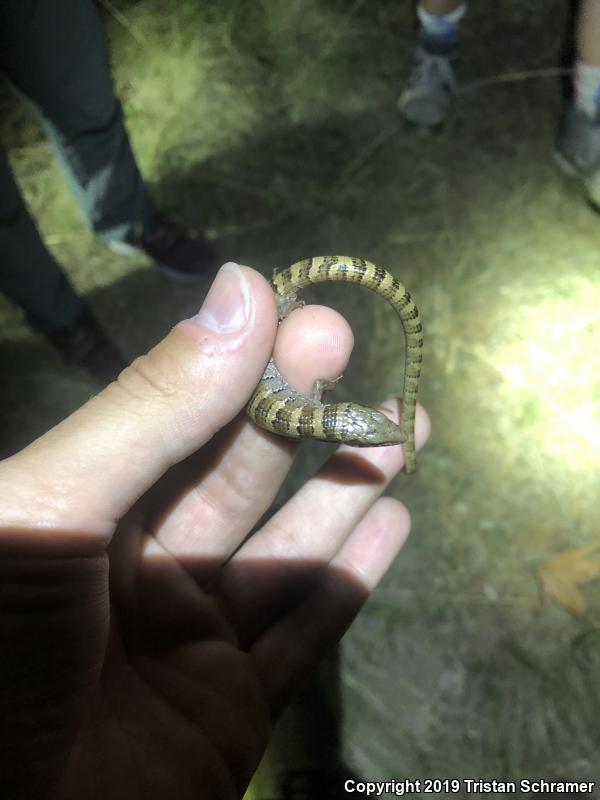 Arizona Alligator Lizard (Elgaria kingii nobilis)