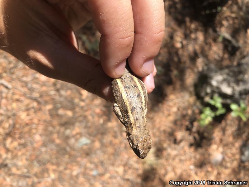 Striped Plateau Lizard (Sceloporus virgatus)