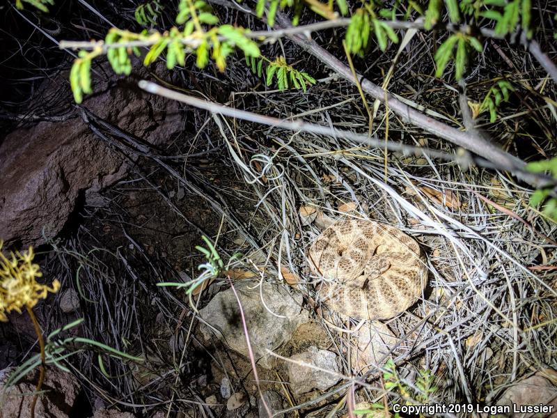 Tiger Rattlesnake (Crotalus tigris)