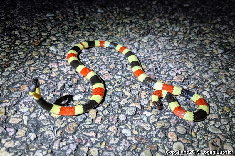 Arizona Coralsnake (Micruroides euryxanthus euryxanthus)