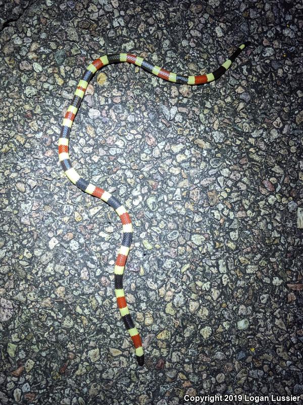 Arizona Coralsnake (Micruroides euryxanthus euryxanthus)