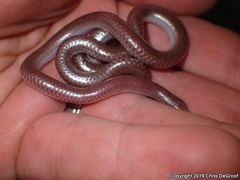 SouthWestern Threadsnake (Leptotyphlops humilis humilis)