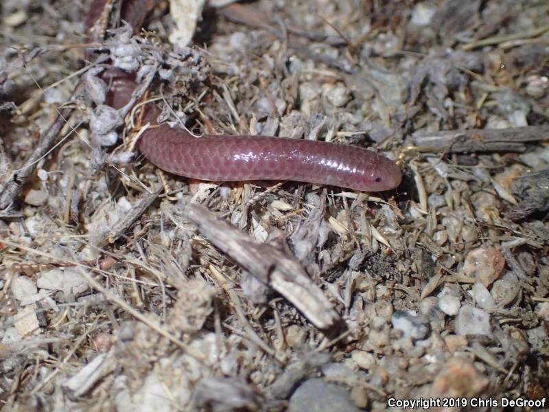 SouthWestern Threadsnake (Leptotyphlops humilis humilis)