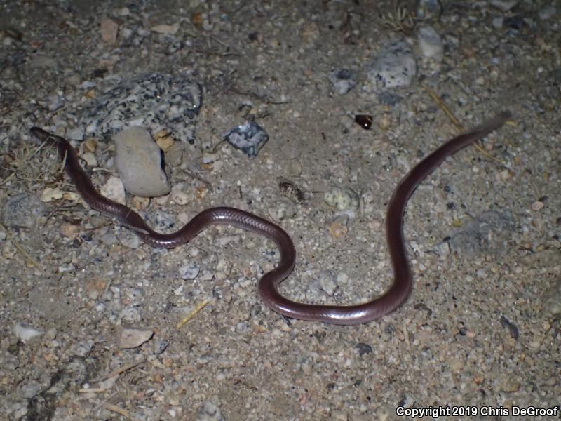 SouthWestern Threadsnake (Leptotyphlops humilis humilis)