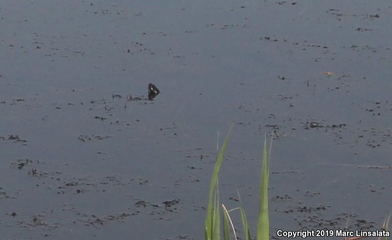 Eastern Painted Turtle (Chrysemys picta picta)