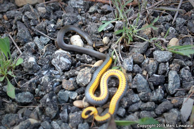 Southern Ring-necked Snake (Diadophis punctatus punctatus)