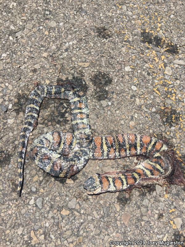 Utah Milksnake (Lampropeltis triangulum taylori)