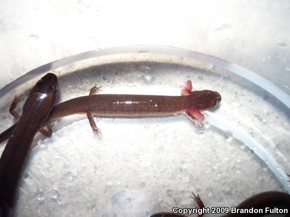 Many-lined Salamander (Stereochilus marginatus)