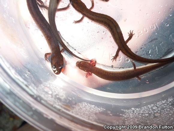 Many-lined Salamander (Stereochilus marginatus)